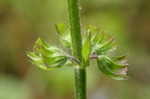 Lyreleaf sage